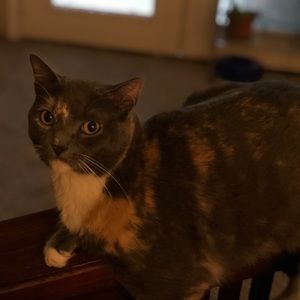 Meet your Posher, Pam